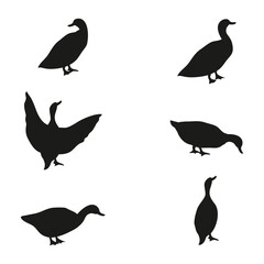 Fototapeta premium duck silhouette. set of duck silhouettes or wild birds isolated on a white background. duck silhouette png.