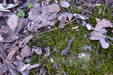 green moss covered with dry needles and leaves