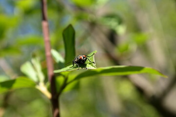 Housefly