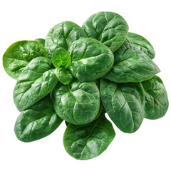 Fototapeta premium Fresh, vibrant spinach leaves arranged in a cluster, isolated on a White background.
