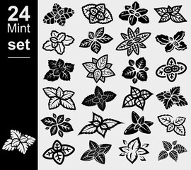Mint leaves set. Collection mint leaves icon. Vector © VKA