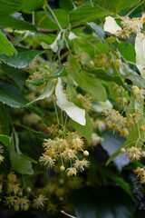Linden blossom in the park on a sunny day. Medicinal plants. Beauty in nature. Close up. 