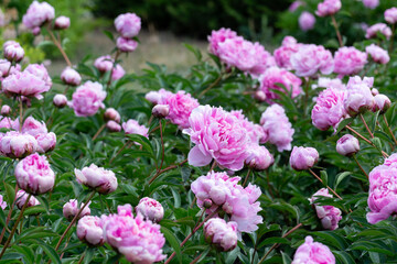 Flowering of beautiful peonies of different varieties in the park.  Beauty in nature. Close up.