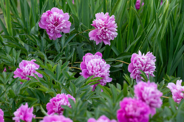 Obraz premium Flowering of beautiful peonies of different varieties in the park. Beauty in nature. Close up.