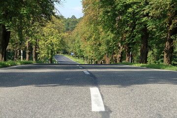 Forest road.