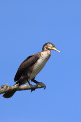 ramo e cormorano