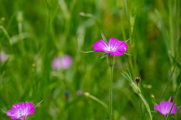 corn-cockle in the field