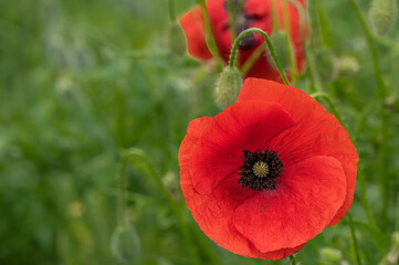 Poppy in the field
