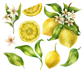 Hand drawn set of watercolor lemons and floral on white background. Isolated botanical illustration of bright and fresh fruits, greenery flowers for design, greeting cards, print and decoration