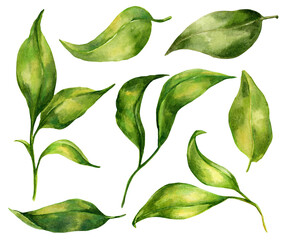 Hand drawn watercolor set of green leaves on white background. Isolated botanical illustration of greenery for design of invitations, greeting cards, posters, labels, scrapbooking, stationery, recipes