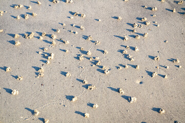 Blow lugworm poo on the west coast of Ireland - Arenicola Marina