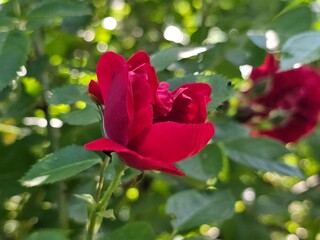 red rose in garden,red roses close up