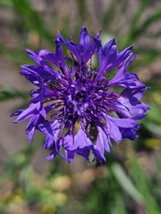 cornflowers, blue flowers, wild flowers