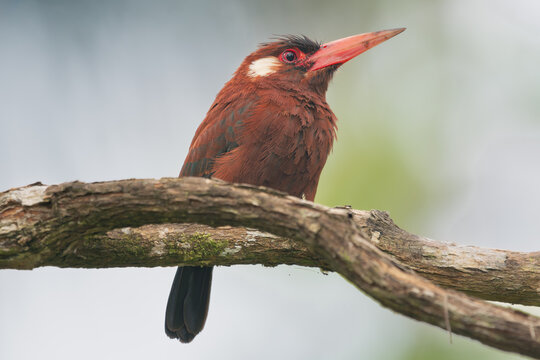 White-eared jacamar - Galbalcyrhynchus leucotis perched at light green background. Photo from Santa Rosa Reserve Natural Gamboa in Amazonia, Peru.