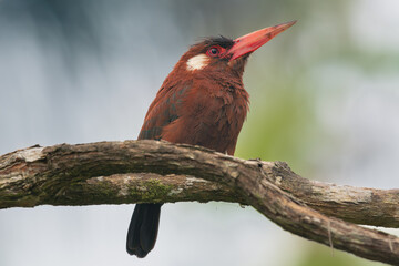 White-eared jacamar - Galbalcyrhynchus leucotis perched at light green background. Photo from Santa Rosa Reserve Natural Gamboa in Amazonia, Peru.	
