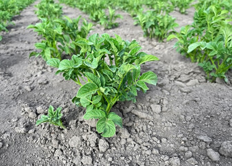 potato bushes growing in the garden bed