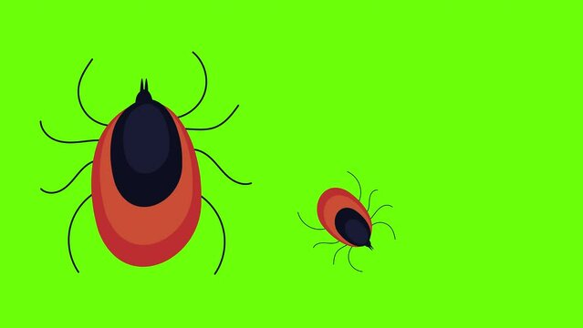 Cartoon tick mite parasite animation on green background. Hand-drawn vector style. Alpha channel, 4K animated video.