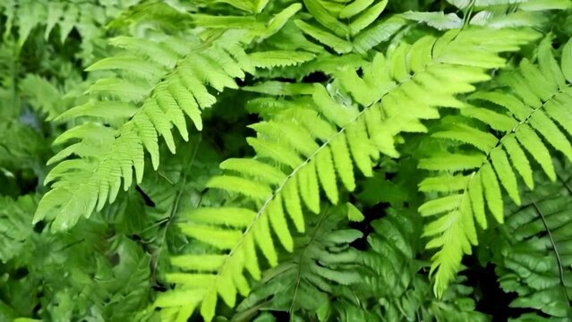 Green fern leaves in the forest. Polypodiopsida, close up. World environment day.