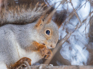 The squirrel with nut sits on tree in the winter or late autumn