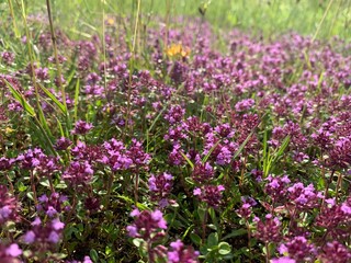 Naklejka premium field of lavender