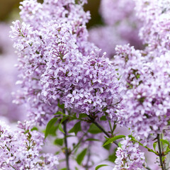 Nature background with spring flowers. Selective and soft focus. Close up.