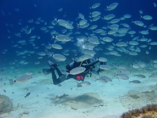 Scuba diver underwater photographer swiming with school of fish. Marine life in the sea, scuba diving adventure. Fish and diver, travel picture. Scuba with the aquatic wildlife.
