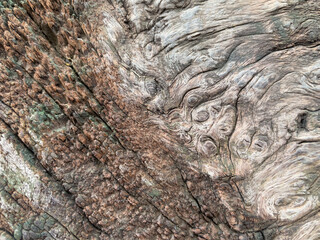 Beautiful wood texture and pattern