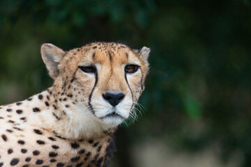 portrait of a cheetah