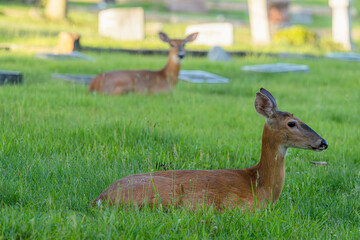 Deer Resting Among Gravestones in Grassy Field.