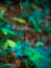 Spider in yellow and red colour climbing on web