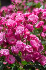Beautiful fresh roses in the park. Garden flowers. Beauty in nature. Close up. 