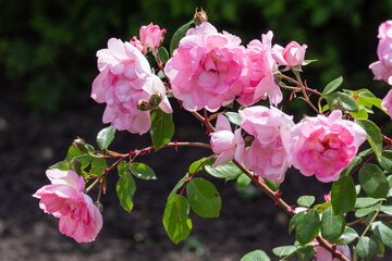 Beautiful fresh roses in the park. Garden flowers. Beauty in nature. Close up. 