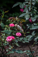 Beautiful fresh roses in the park. Garden flowers. Beauty in nature. Close up. 