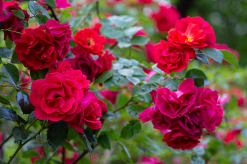Beautiful fresh roses in the park. Garden flowers. Beauty in nature. Close up. 