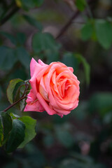 Beautiful fresh roses in the park. Garden flowers. Beauty in nature. Close up. 