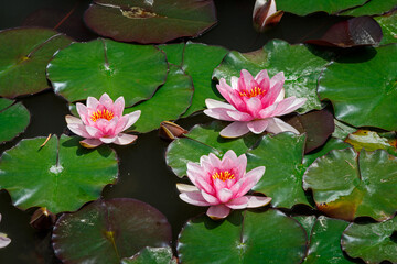 Three lotus petals in the lake
