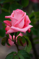 Obraz premium Beautiful fresh roses in the park. Garden flowers. Beauty in nature. Close up. 