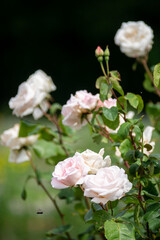 Beautiful fresh roses in the park. Garden flowers. Beauty in nature. Close up. 