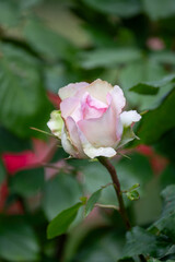 Beautiful fresh roses in the park. Garden flowers. Beauty in nature. Close up. 
