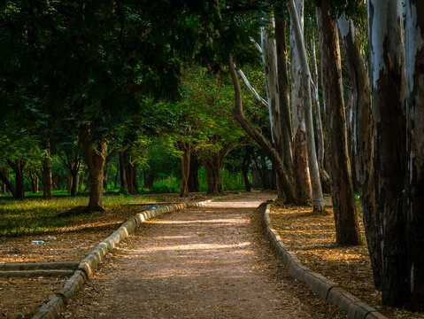 Huge trees and lush green lawn from Garden city of India, Bangalore or Bengaluru.