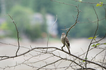 Eastern Phoebe bird perched on a tree at Maplewood Mudflats Wild Bird Trust in North Vancouver, British Columbia, Canada