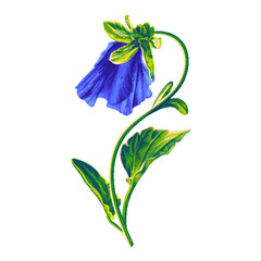 Obraz premium A pansy flower, a blue Viola, is ready to open a bud on a fragile green stem. Hand drawn botanical illustration with high detail. Flower clip art isolated on white background