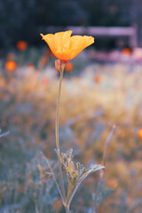 Close up view of a poppy flower in a garden