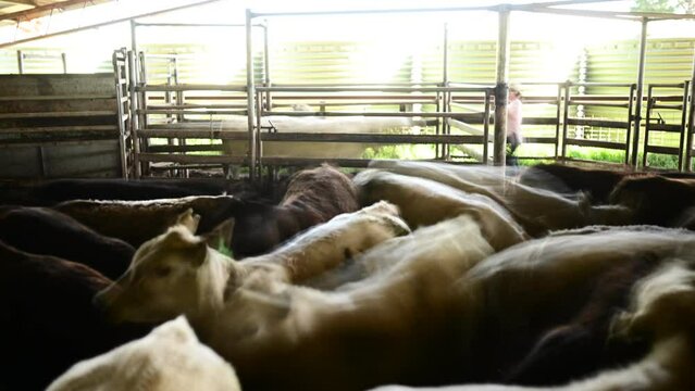 working with a herd of cows in cattle yards on a farm in Australia
