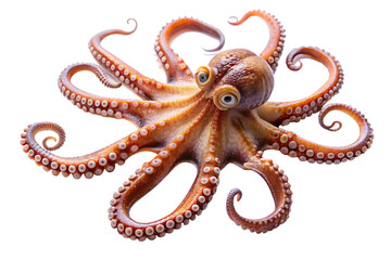 Obraz premium octopus isolated on white background. AI GENERATED