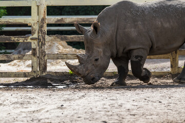 Side view of white rhinoceros (Ceratotherium simum, also known as white rhino) walking by fence in a sunny summer day. Soft focus. Animal wildlife reserve theme. © Андрей Рыков