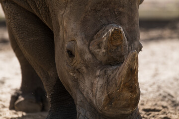 Fototapeta premium Close-up view of head of white rhinoceros (Ceratotherium simum, also known as white rhino) walking towards camera in a sunny summer day. Selective focus. Animal portrait theme.