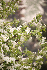 Close up view of an apple tree blossoming in Spring