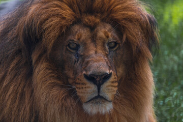 Close-up portrait of adult male lion with large brown mane and calm facial expression. Lion looks at camera. Soft focus. Animal portrait theme.