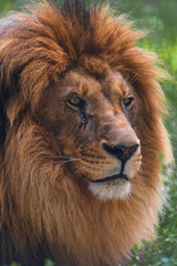 Close-up portrait of adult male lion with large brown mane and calm facial expression. Lion looks away. Soft focus. Animal portrait theme.